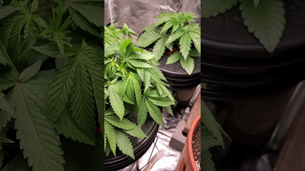 trimming leaves