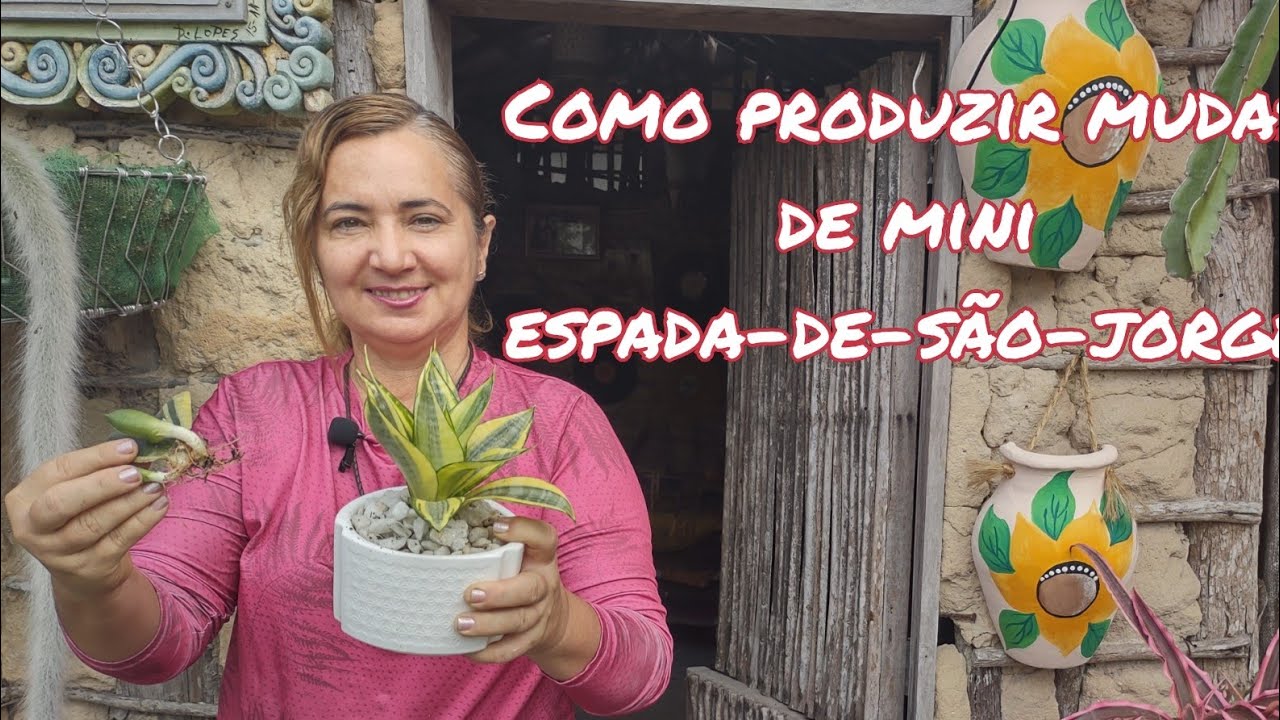COMO MULTIPLICAR MUDAS DE MINI ESPADA-DE-SÃO-JORGE