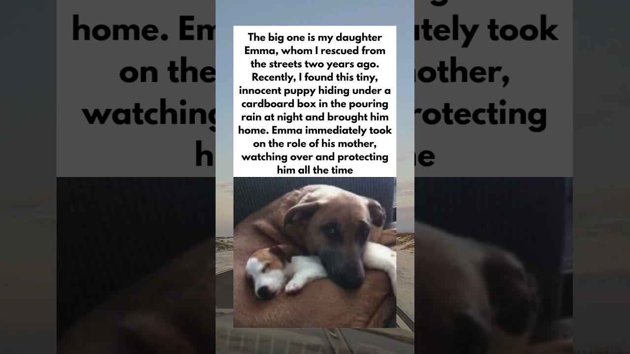 THE DOG I RESCUED HAS NOW BECOME A LOVING MOTHER