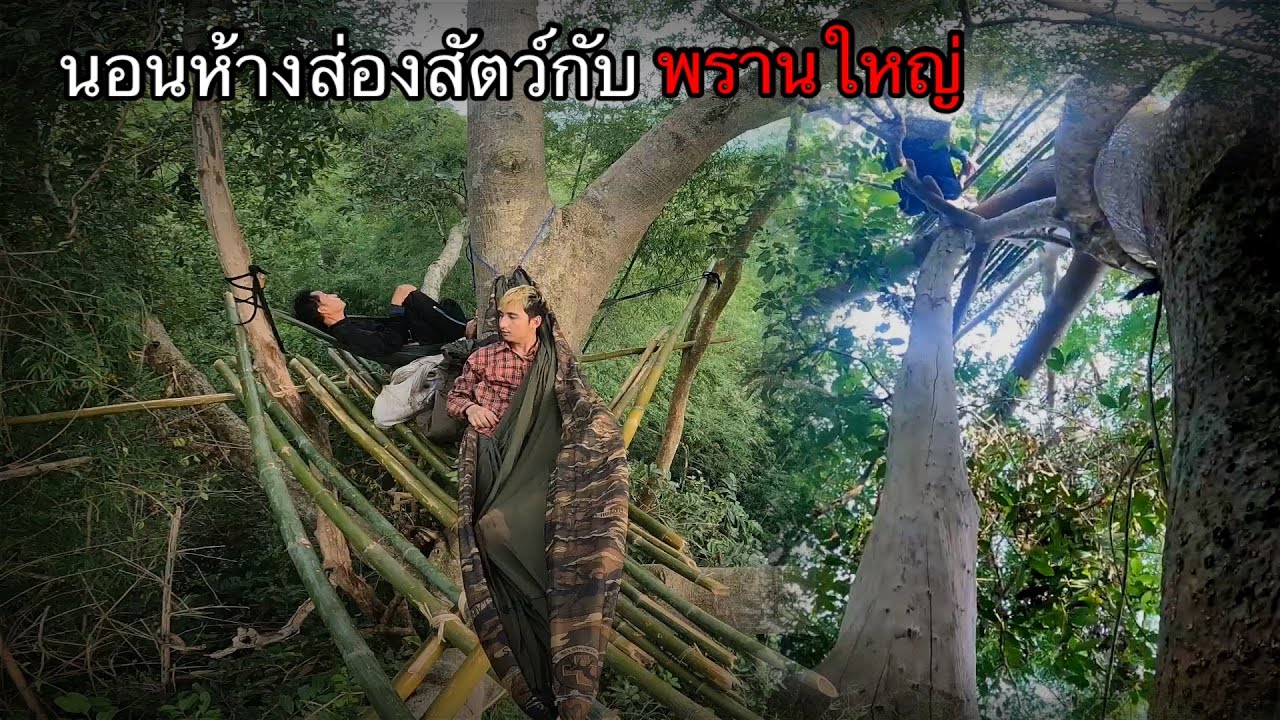 นอนห้างสูงบนต้นไทรยักษ์กับพรานใหญ่ เจอเต็มๆ