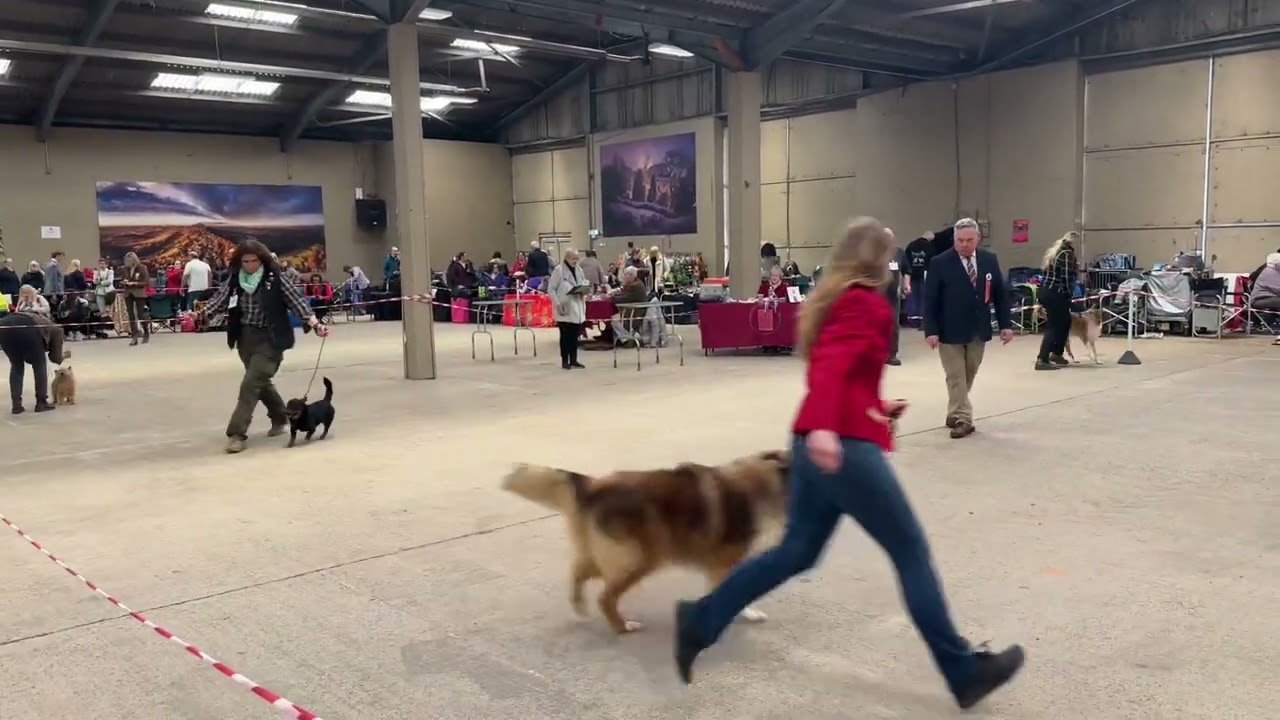 Gloucester & District Canine Society - AVNSC Open - 15 Feb 2025 - 