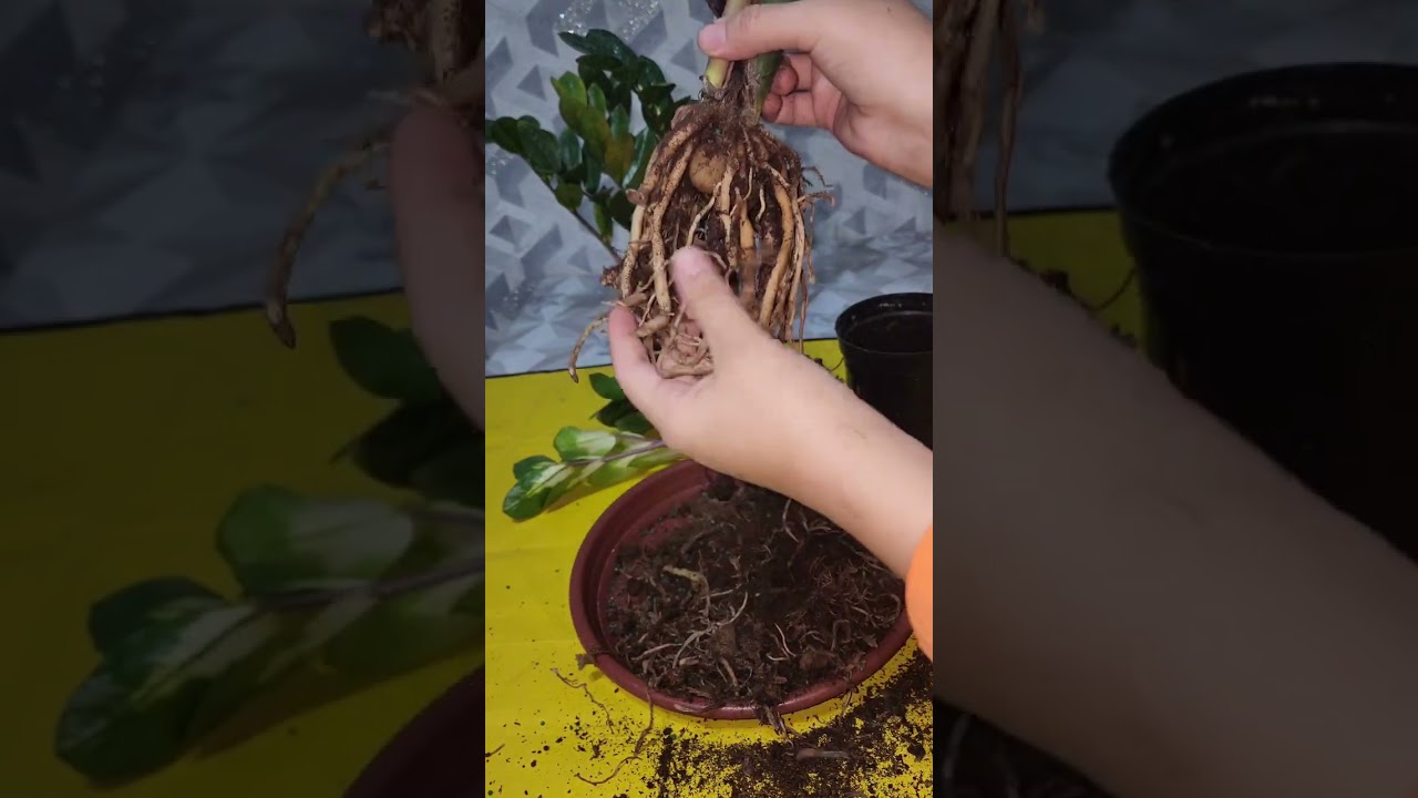 N⁰-292. Варигатный замиакулкась гуллари сотувга тайёр 🥰🥰🥰