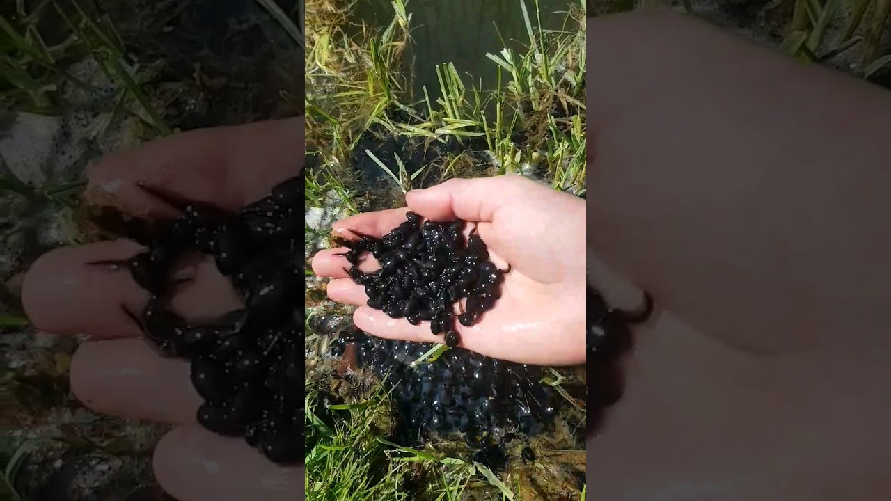 #satisfying #animals #tadpoles #cubs #nature #milions #zv&iacute;řata #pulci #biologie #priroda