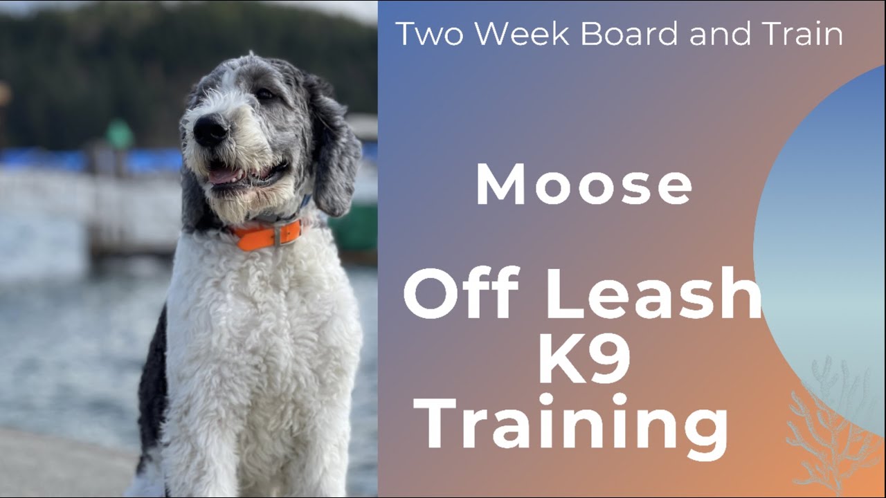 Saint Berdoodle | 7mo “Moose”  | Astounding St. Berdoodle Off Leash Obedience