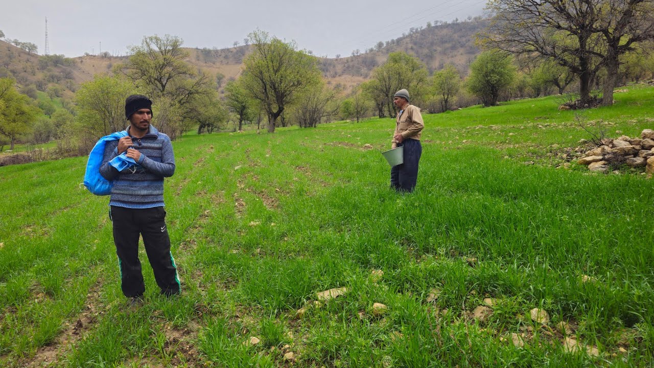 Nomadic Life: 🌧Agricultural Care and Fertilizer for Wheat and Barley on a Rainy Day🌾🌱