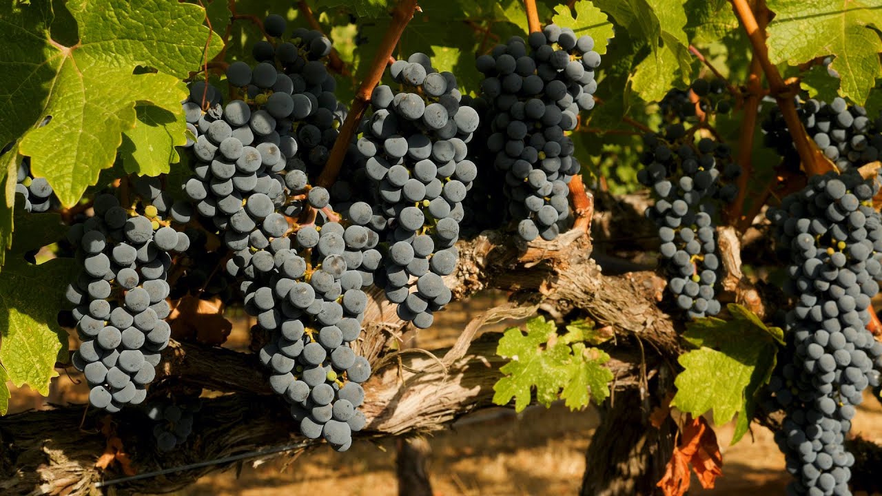 Cabernet Trellising: Old School vs. New School