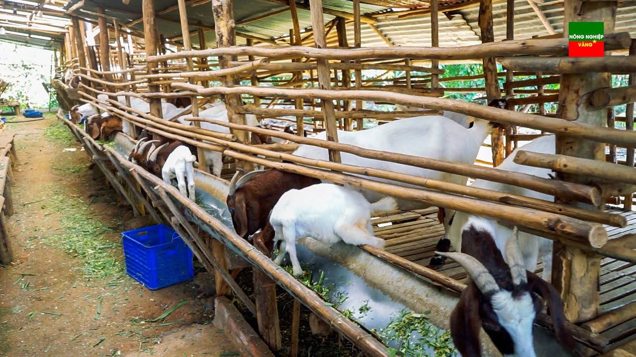 Chi tiết cách làm chuồng nuôi dê khởi nghiệp
