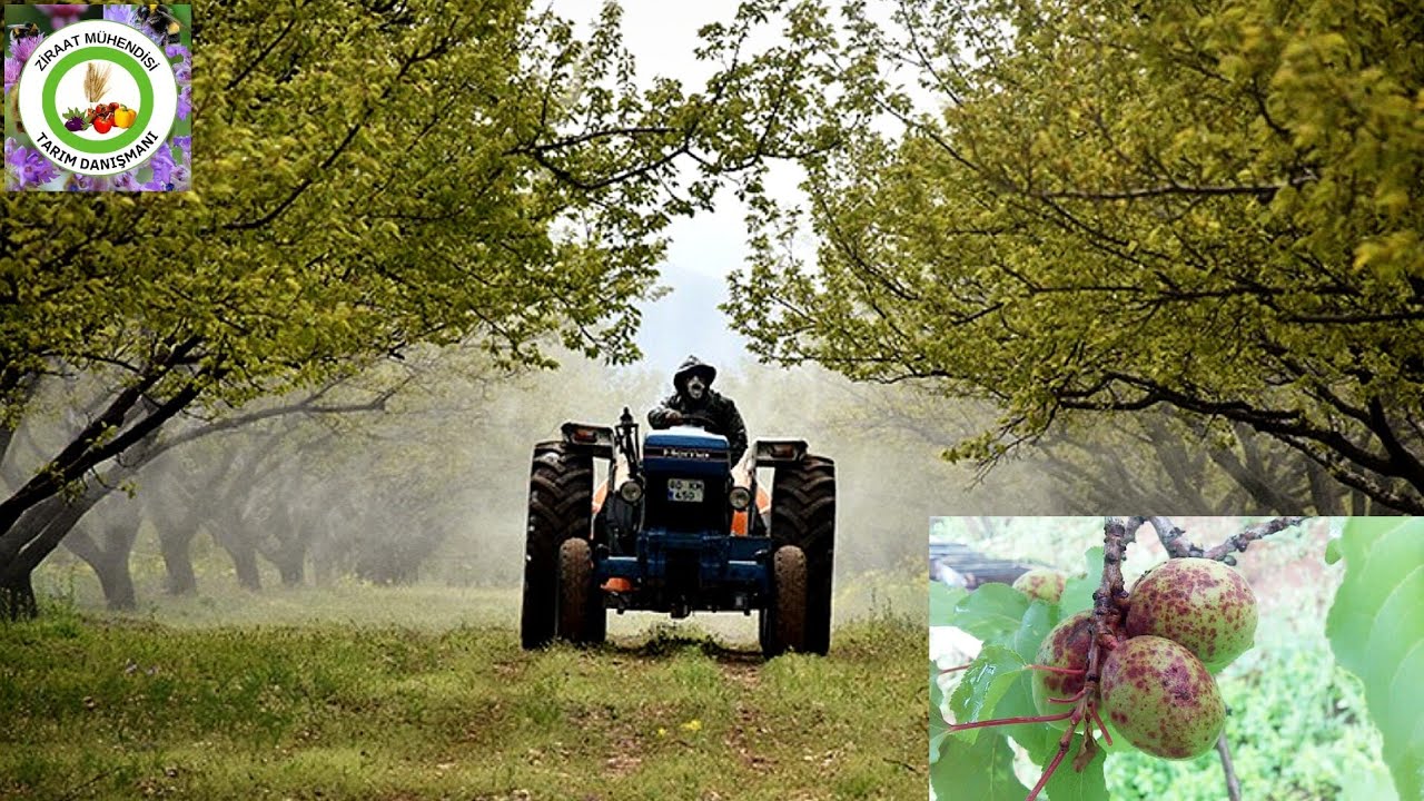 Kayısıda Çil İlacı Uygulaması 🍑Kayısı Ağacına Bu İlaçları Uygulama Yaparsan Hastalık Ve Böcek Olmaz🌳