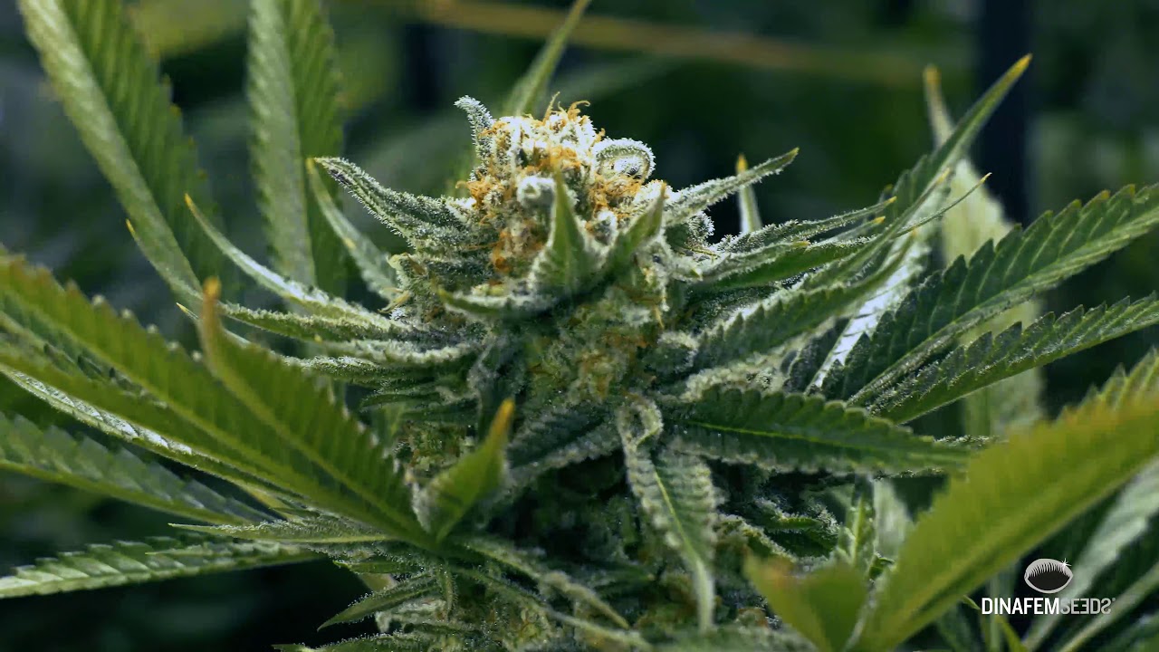 Critical Jack feminised marijuana strainmarijuana strain