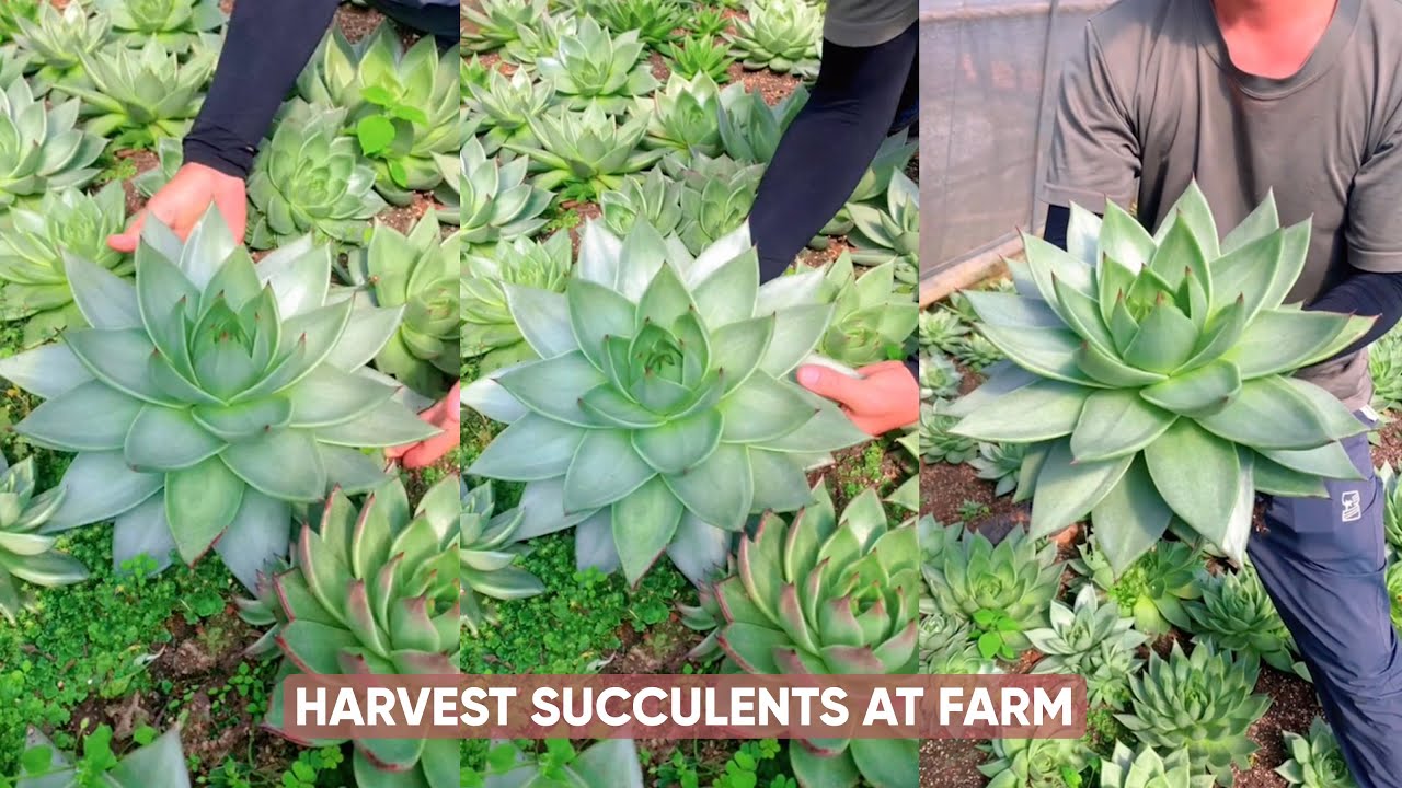 Satisfying Succulent Harvest at a Massive Farm | Relaxing Nature 🌿
