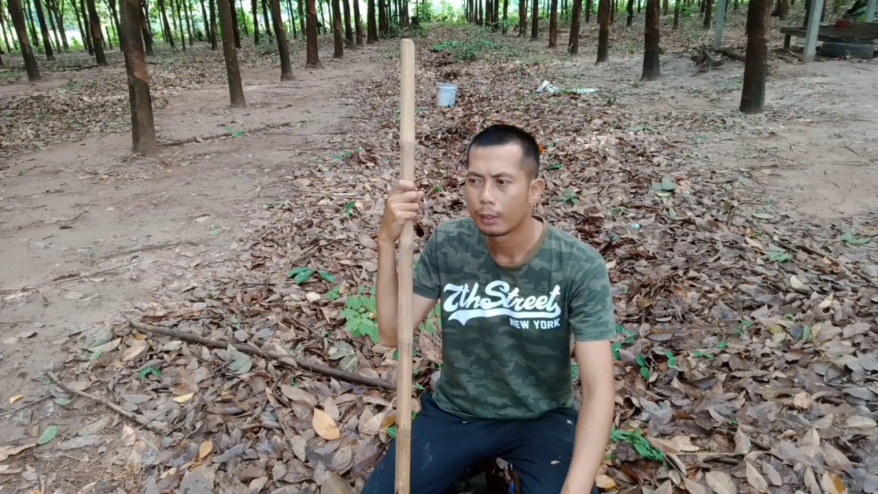 วิธีใส่ปุ๋ยยางพาราที่ถูกต้อง
