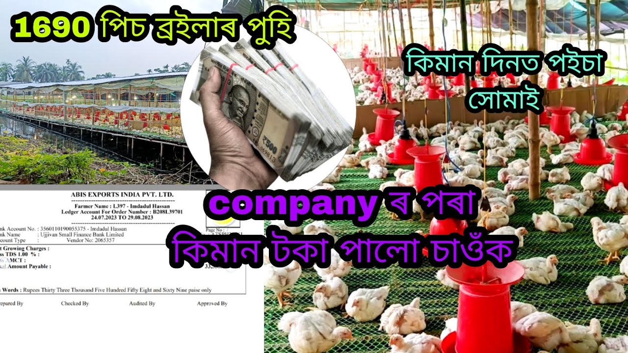 1690 পিচ ব্ৰইলাৰ পুহি কিমান পৰা কিমান টকা পালো চাওঁক।Nagaon Broilar Cage Farm। assam Broilar farm