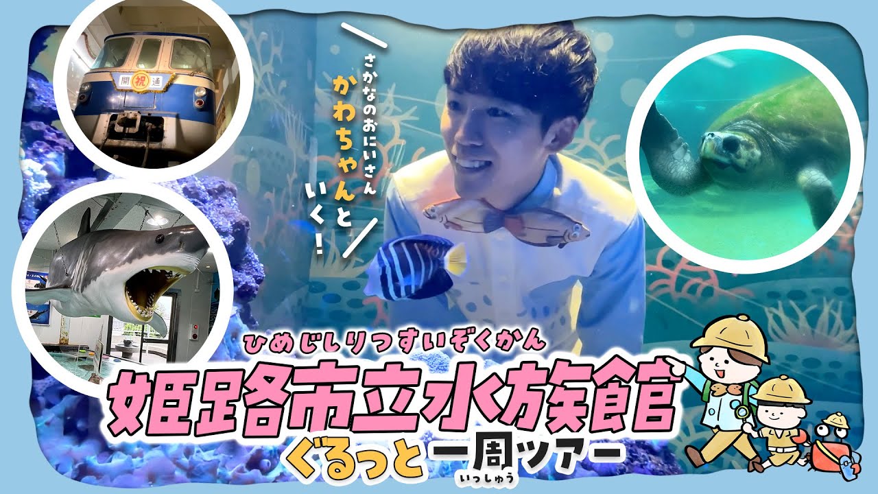 【水族館×鉄道】関西最強「穴場」水族館を徹底解説ツアー！タッチプールにホホジロザメ！？姫路市立水族館🦈