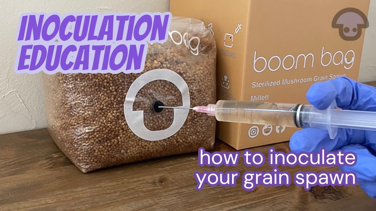 How to Inoculate Grain Spawn with Spore Syringe #mushrooms #mycology #monotub