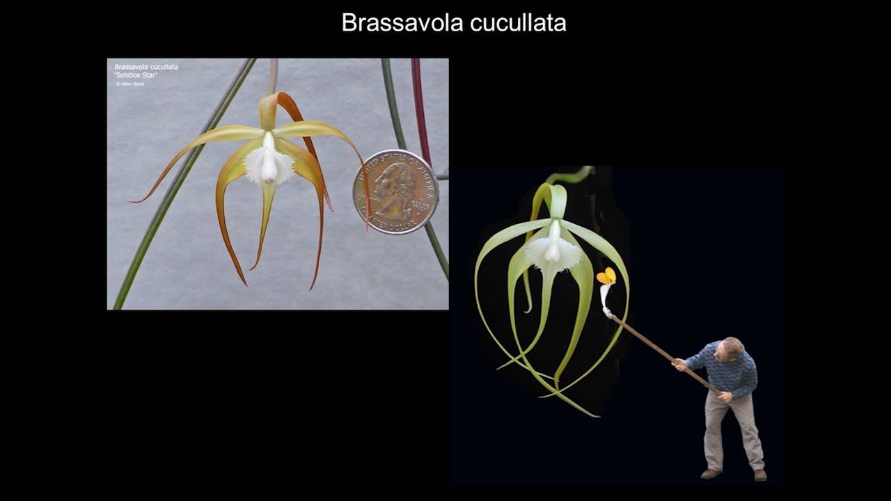 2016 - Allen Black (Brassavola cucullata) 6th Annual Cattleya Symposium