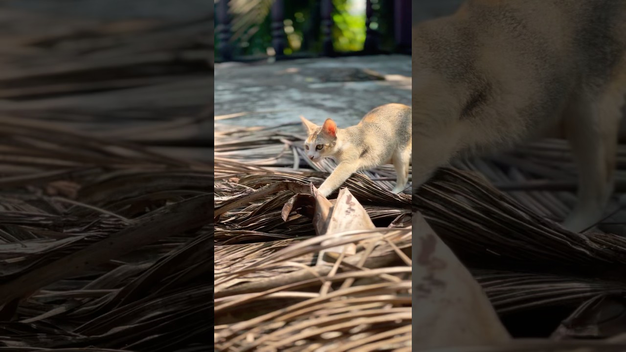 Cat Finding Something #viral #reels #fyp #cat #catlover