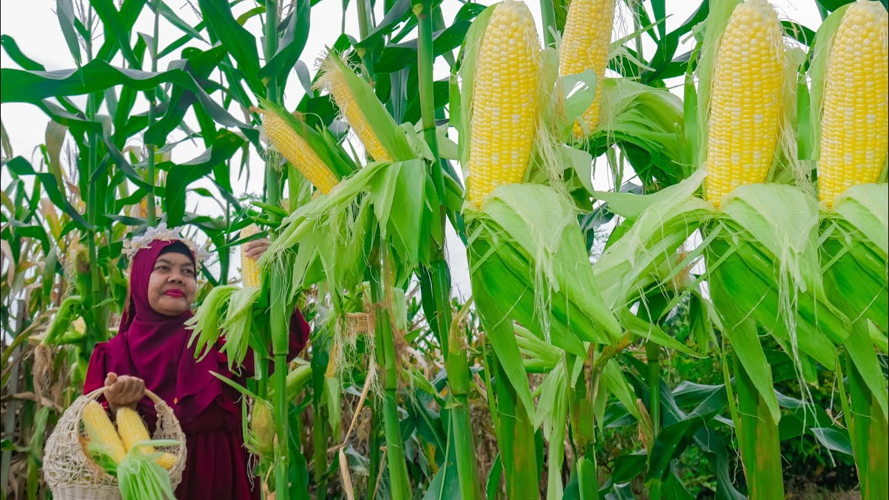 Cara Menanam Jagung Manis MABES F1 | How to Grow Corn at Home for Beginners