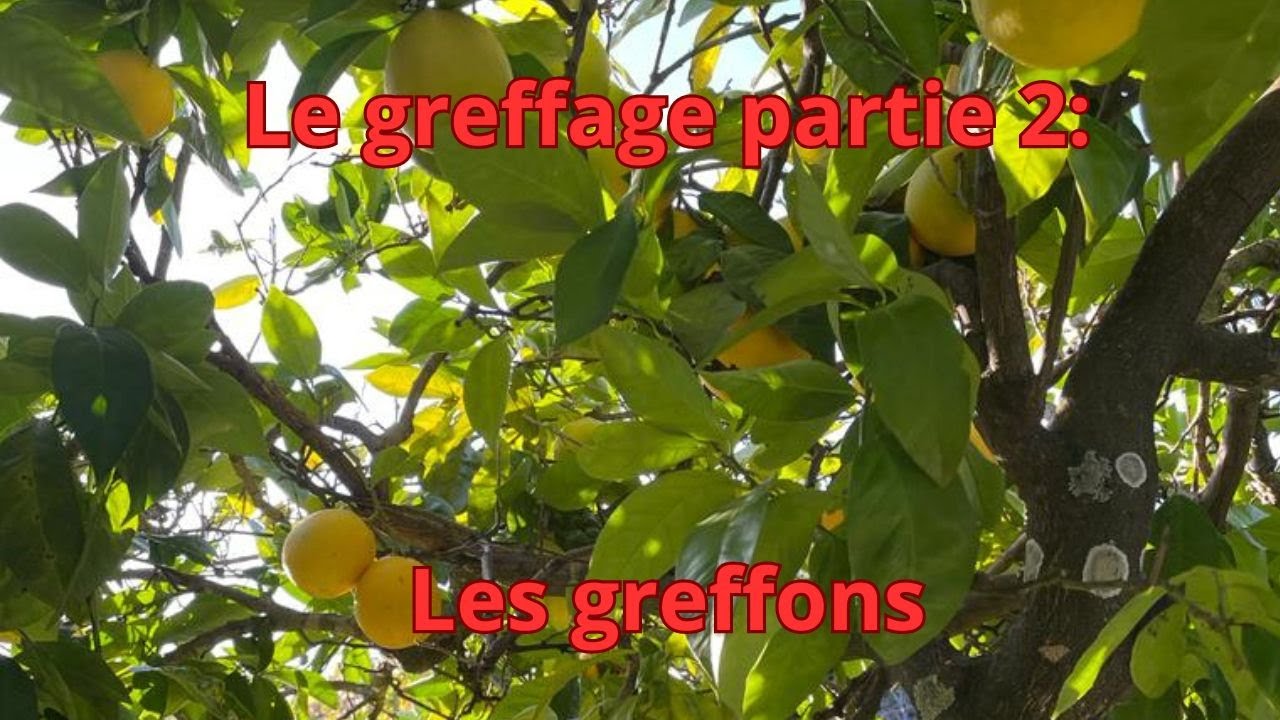 Greffage partie 2 les greffons