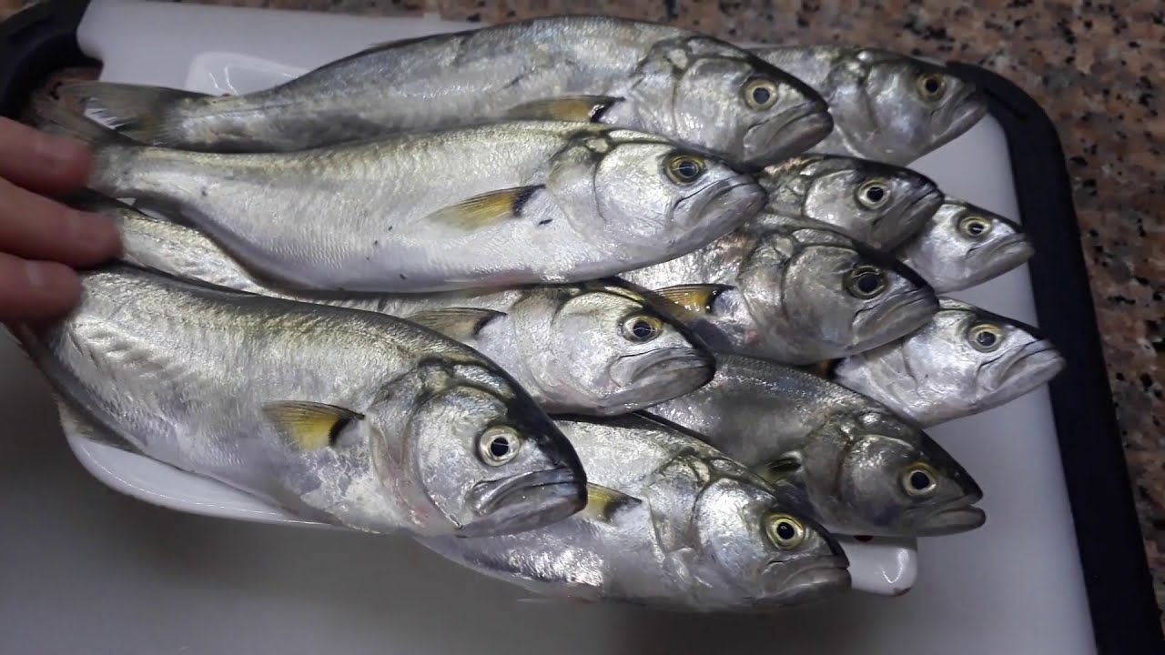&Ccedil;inekop Nasıl Temizlenir &Ccedil;inekop Balığı Nasıl Temizlenir &Ccedil;inekop Temizleme How to Bluefish Clean