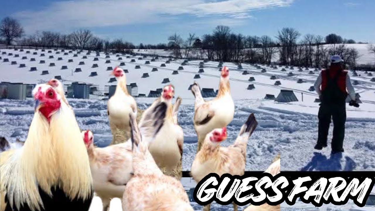Gustavo Sanchez Guess Farm - Snow Feeding Time Shape Chicken Coop Outdoor Breeding Pens
