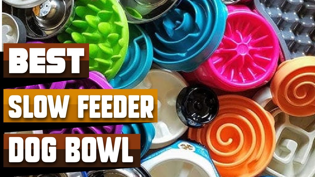 Best Slow Feeder Dog Bowl In 2026 - Top 10 Slow Feeder Dog Bowls Review