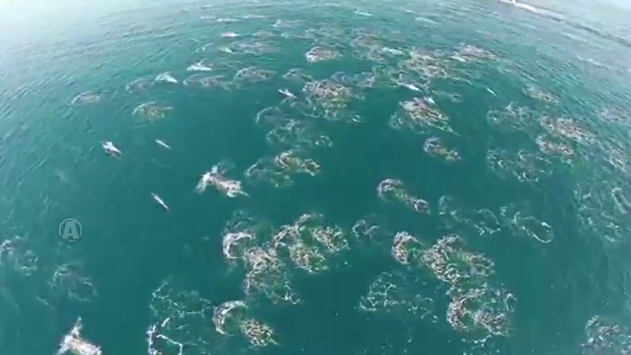 Huge Pod of Mermaids Caught on Tape by DRONE