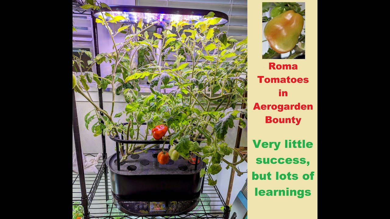 Roma Tomatoes growing in Aerogarden Bounty | Hydroponics