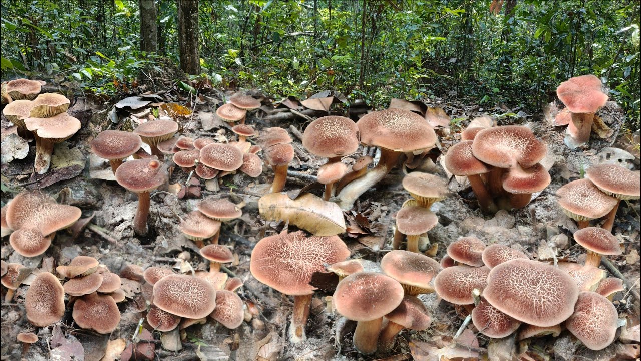 วันนี้ตามหาเห็ดบดดินล้วนๆหมานเต็ม2ตะกร้าใหญ่ ดินเริ่มแห้งยังเกิดไม่หยุดสุดๆความหมานอีกละครับ 