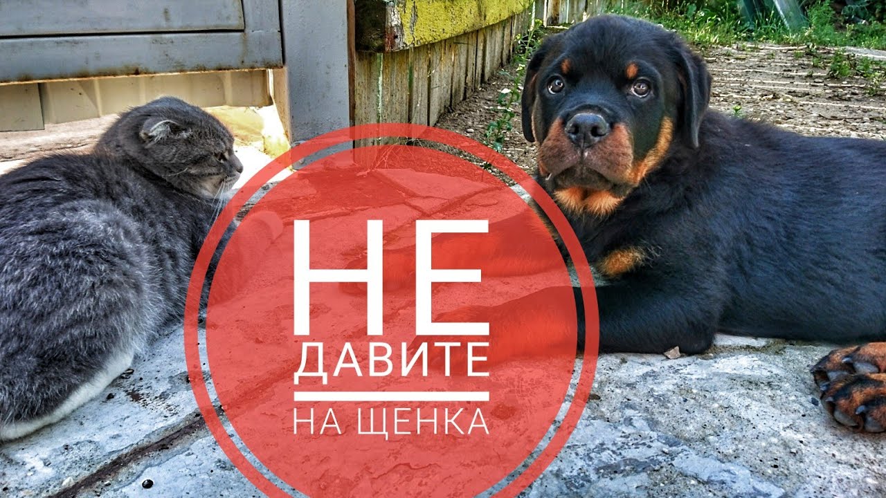 НЕ ДАВИТЕ НА ЩЕНКА.Воспитание и дрессировка ротвейлера
