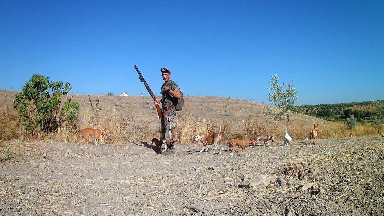 CAZA DE CONEJOS CON PODENCOS 🐕🏹🐇[AGOSTO 2024]