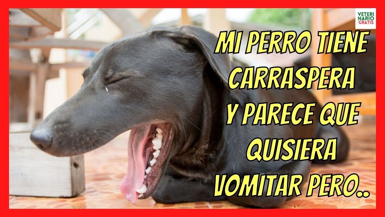 🔴 MI PERRO TIENE CARRASPERA Y PARECE QUE QUISIERA VOMITAR PERO 🔴 TOS DE LAS PERRERAS