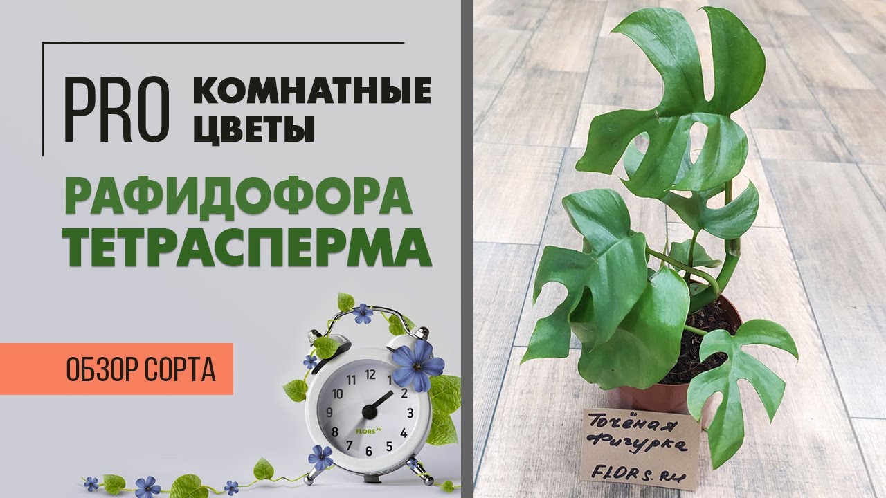Рафидофора Тетрасперма - это не монстера | Комнатная лиана с резными листьями