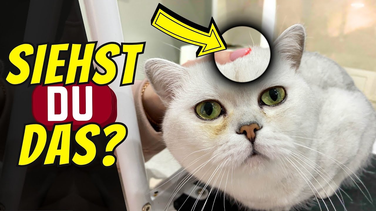 15 Zeichen, dass der K&ouml;rper deiner Katze um Hilfe bettelt 😓