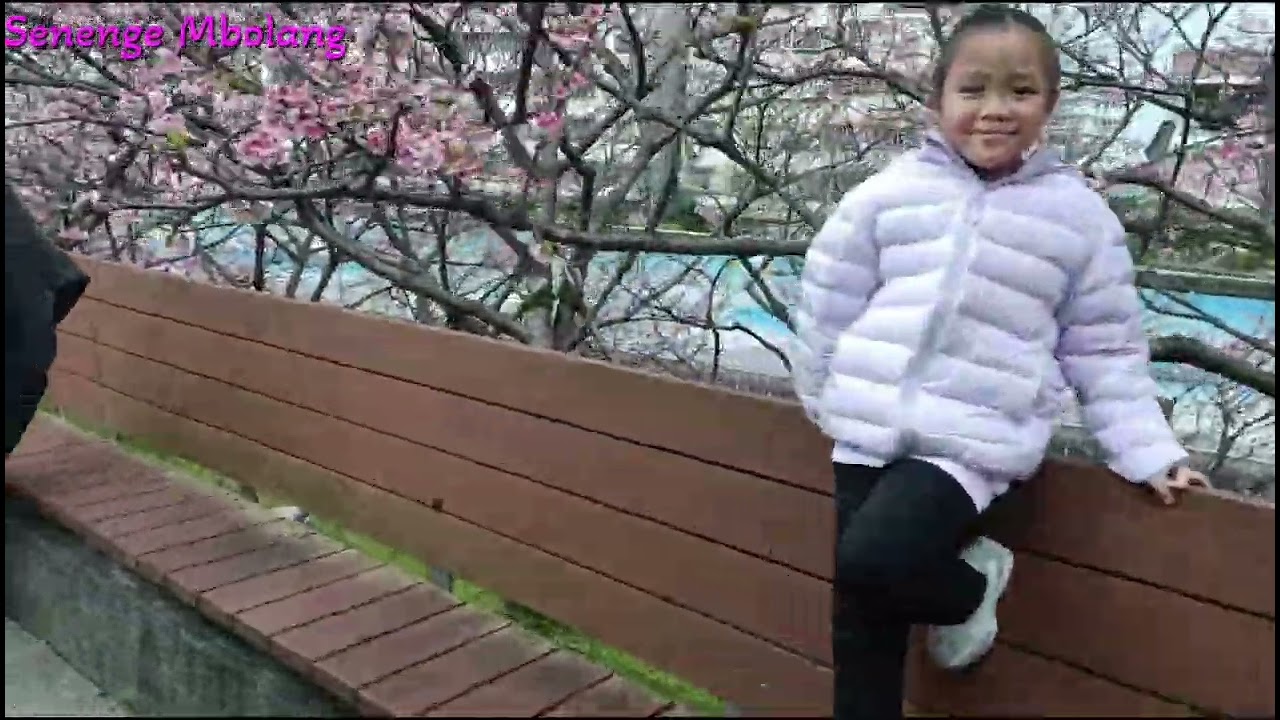 PESONA BUNGA SAKURA DI MUSIM SEMI 
