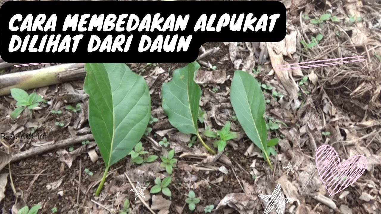 Cara Membedakan Alpukat Mentega Jumbo, Aligator, Miki dilihat Dari Bentuk Daun