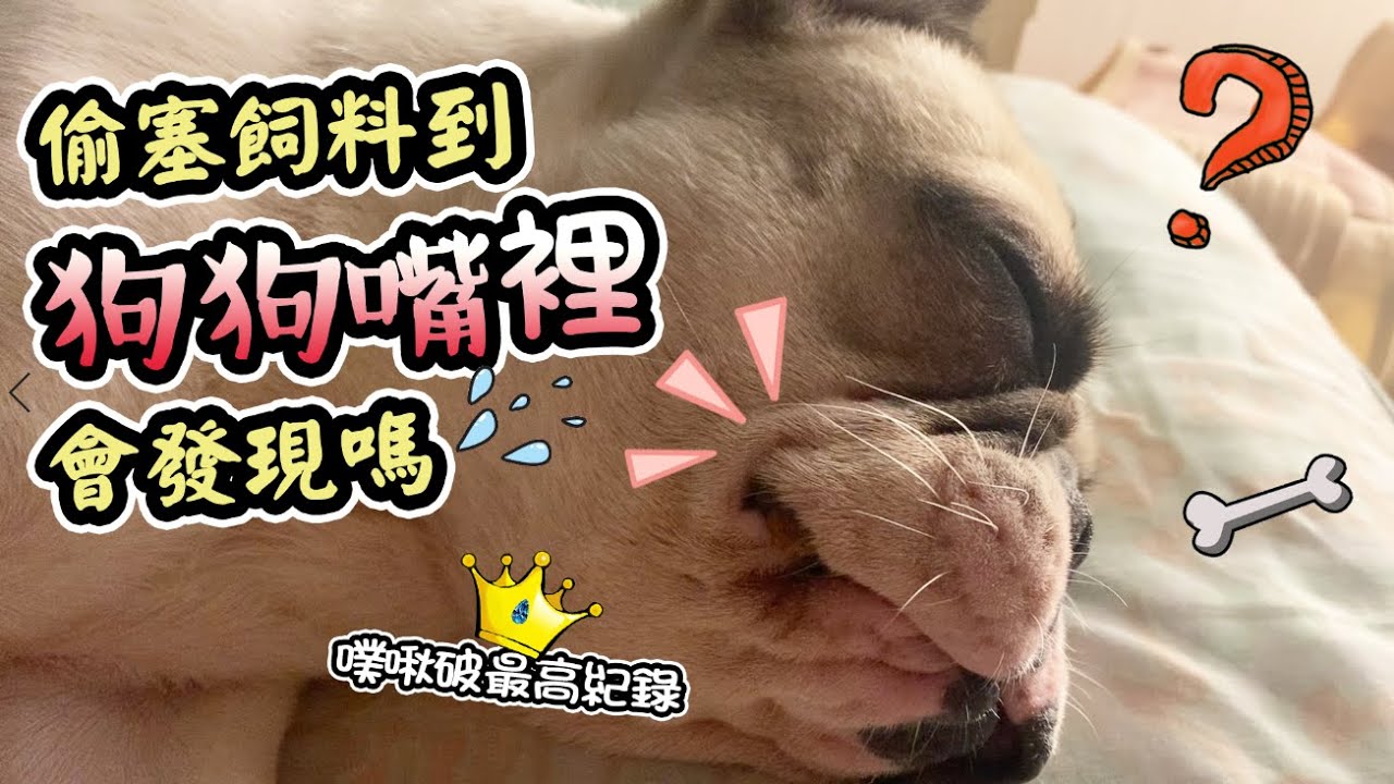 一豬小公主｜偷塞飼料到狗狗嘴裡會發現嗎？