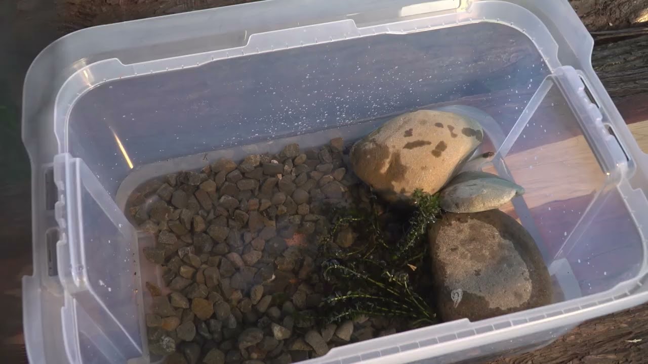 Easy Science Experiments 🔍 | Looking After Tadpoles | Educational Videos | DIY Science for Kids