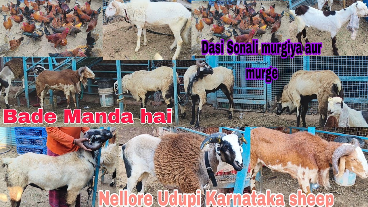 Khan.s goat farm per sheep ka collection hai dasi Sonali murgiya aur murge available in Hyderabad 
