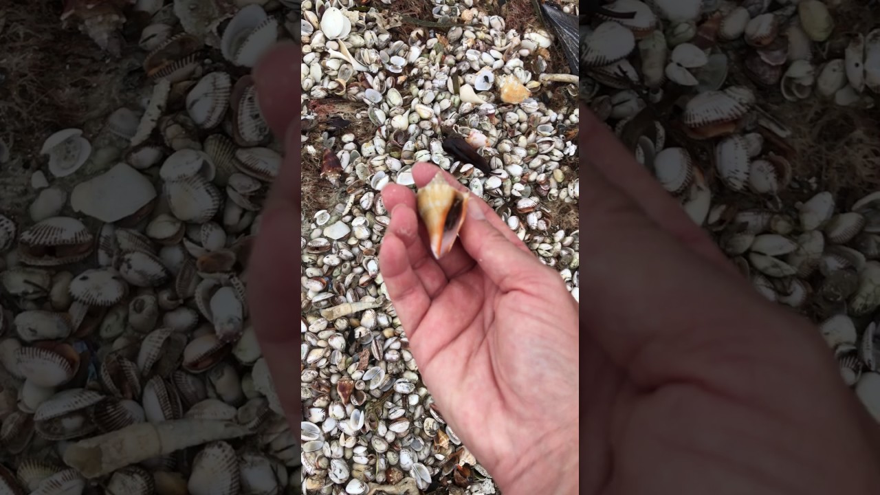 *~*Virtual Shelling*~* Ft. Myers Beach