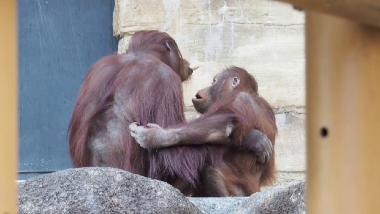 拗ねて鳴いたリキ、ご機嫌取りのキキママ・オランウータン