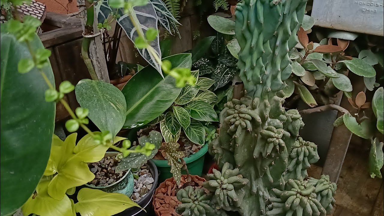 Vlog,, intervalos das chuvas, muito trabalho,,podas,,combates as pragas e limpezas.