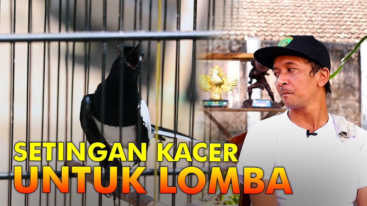 Sekolah Burung #8: Setingan Kacer Untuk Lomba