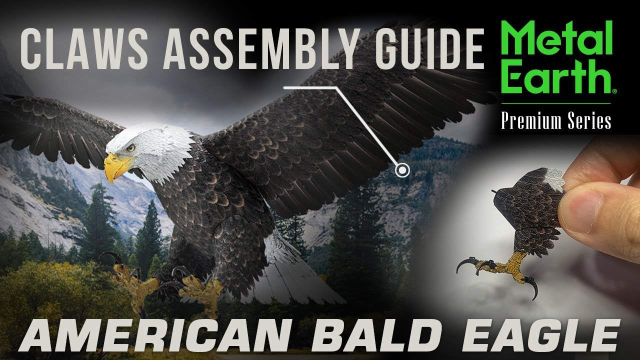 American Bald Eagle – Claws Assembly Guide