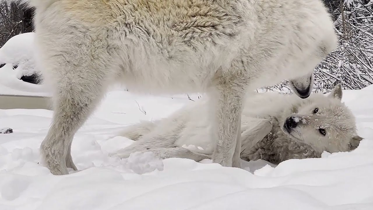 Adorable Wolves Play in the Snow