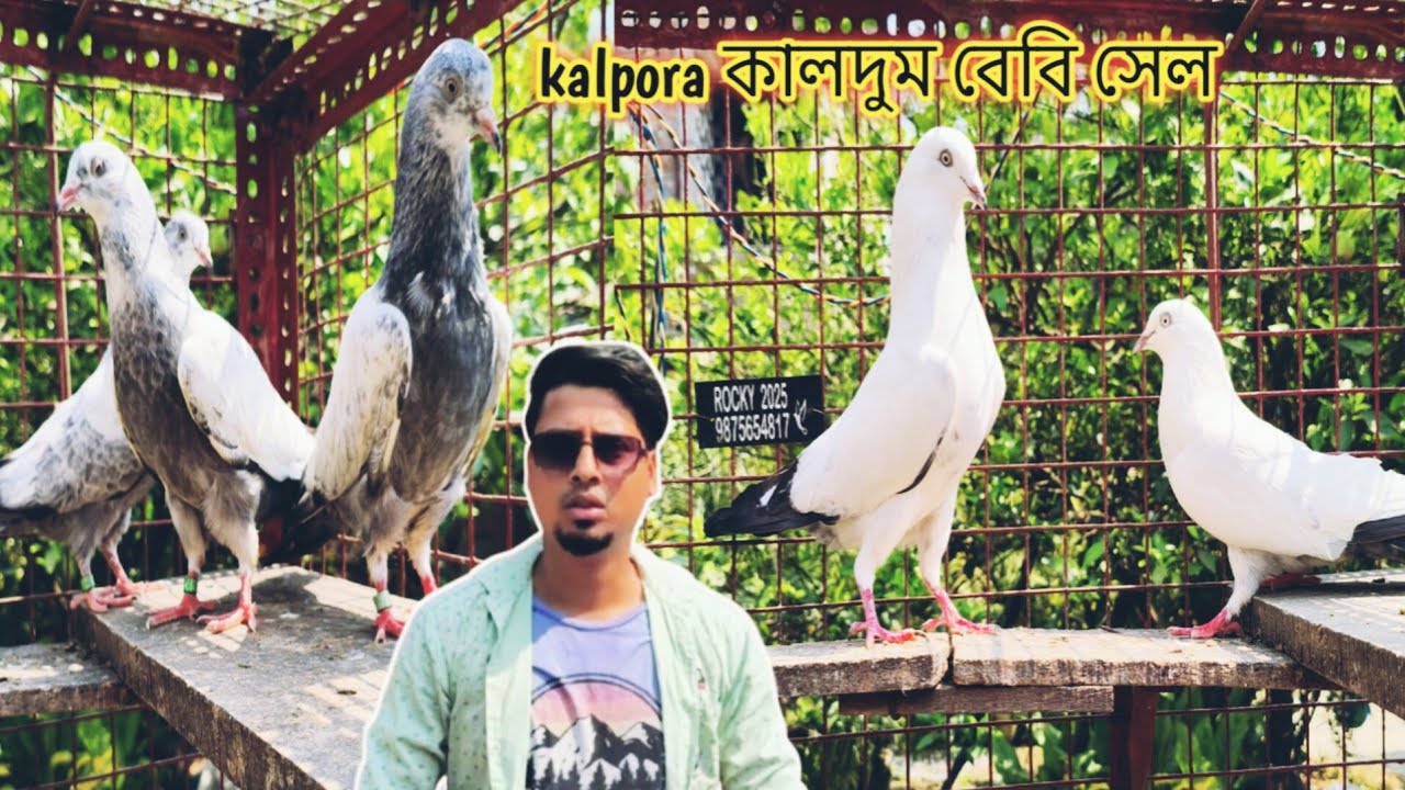 Kalpora kalduma pigeon sell//ph.9875654817 location.. sodepur Barasat road board ghar Kolkata.700110