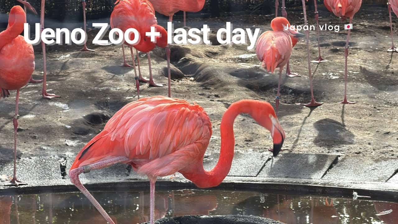 UENO ZOO + LAST DAY 🥹 || Ariza Estacio