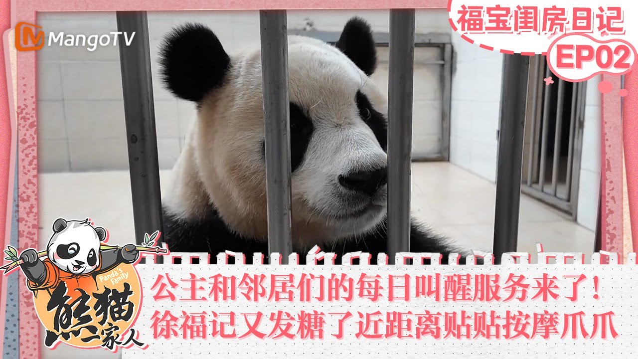 福宝闺房日记02:｜公主和邻居们的每日叫醒服务来了！徐福记又发糖了🍬近距离贴贴按摩爪爪～优雅标记房间的每个角落🪞｜《熊猫一家人Panda‘s Family》｜MangoTV