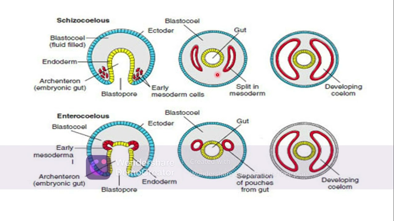 Patterns of organisationCoelomates acoelomates and pseudocoelomates