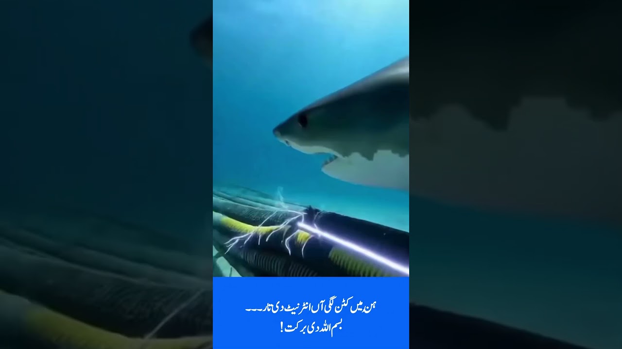 Internet issues in Pakistan: Sharks are the main reason for internet down ! #internet #pakistan