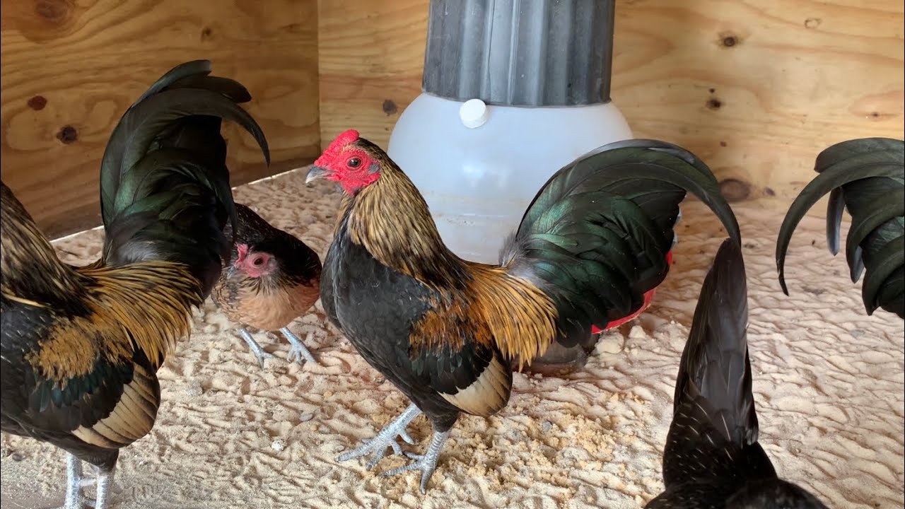 Староанглийские бойцовые карликовые куры 🐓